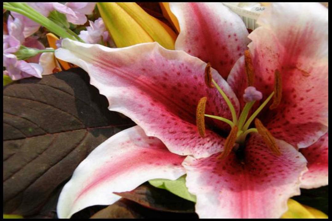 Flowers TV App Roku Channel Store Roku