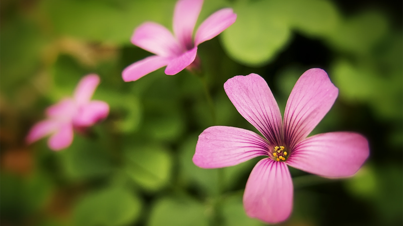 SCREENZAVER.Flowers TV App Roku Channel Store Roku