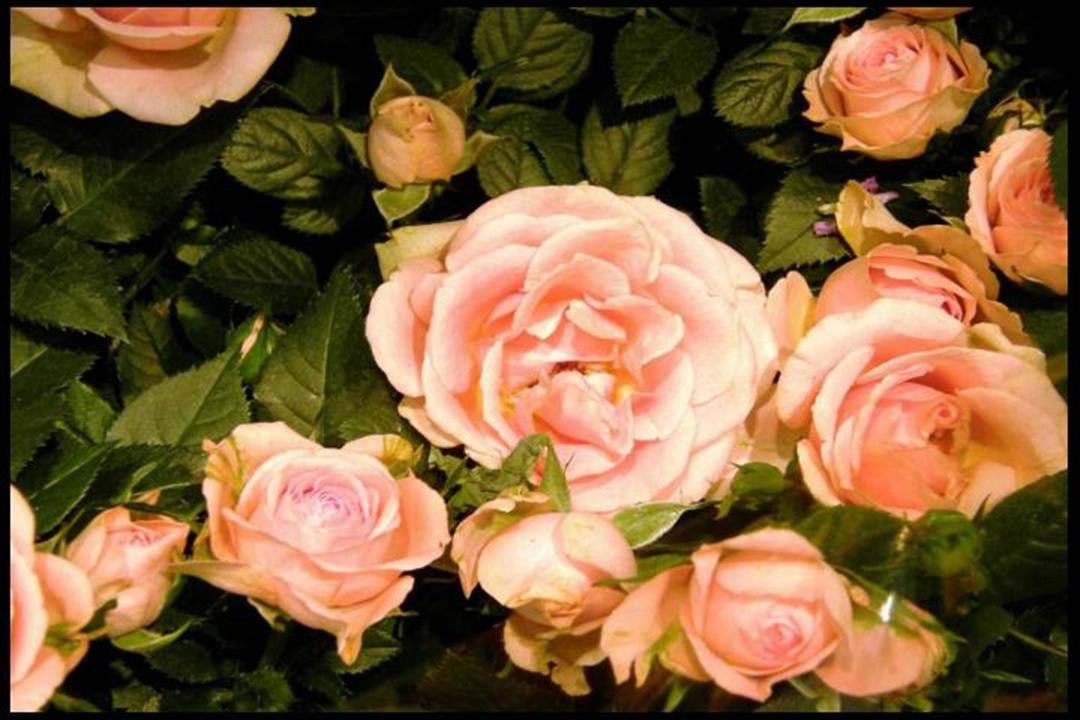 Flowers TV App Roku Channel Store Roku