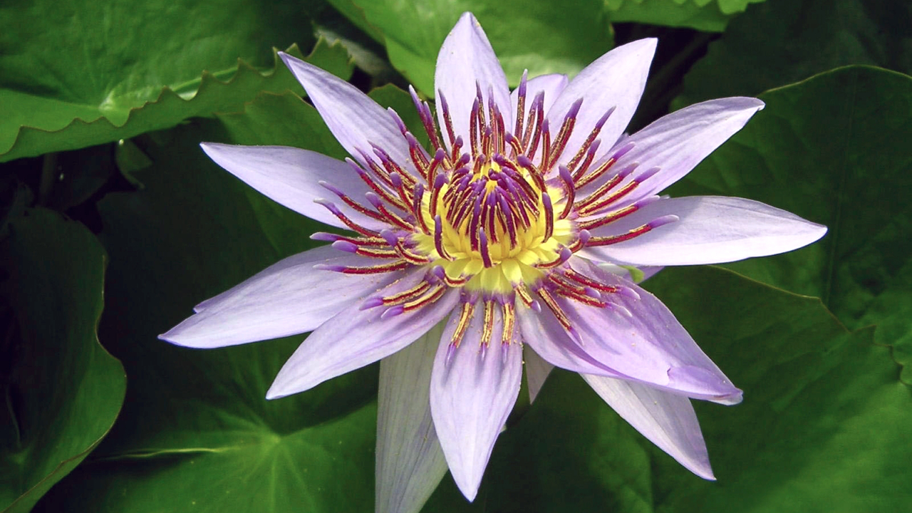 SCREENZAVER.Flowers TV App Roku Channel Store Roku