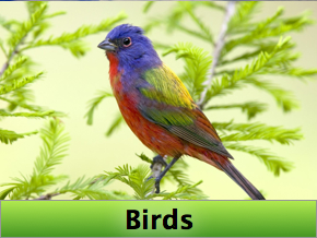 SCREENZAVER.Birds | RK Guide