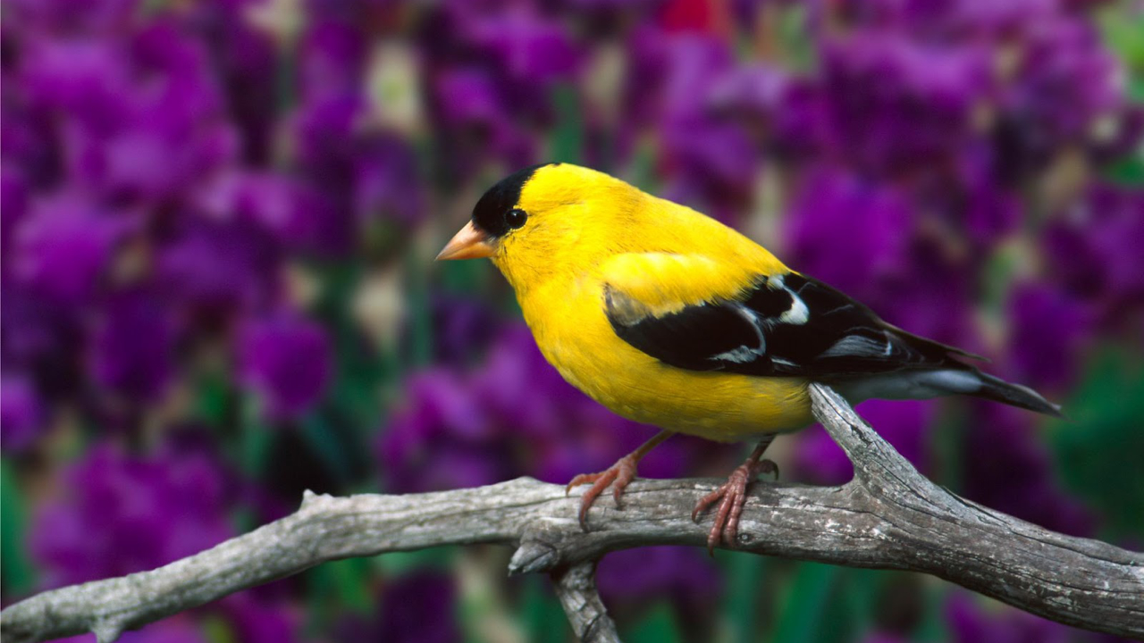 SCREENZAVER.Birds | RK Guide