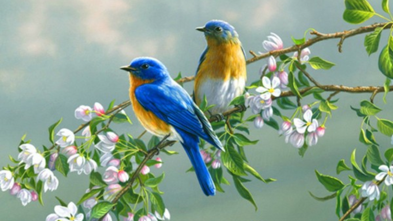 SCREENZAVER.Birds | RK Guide