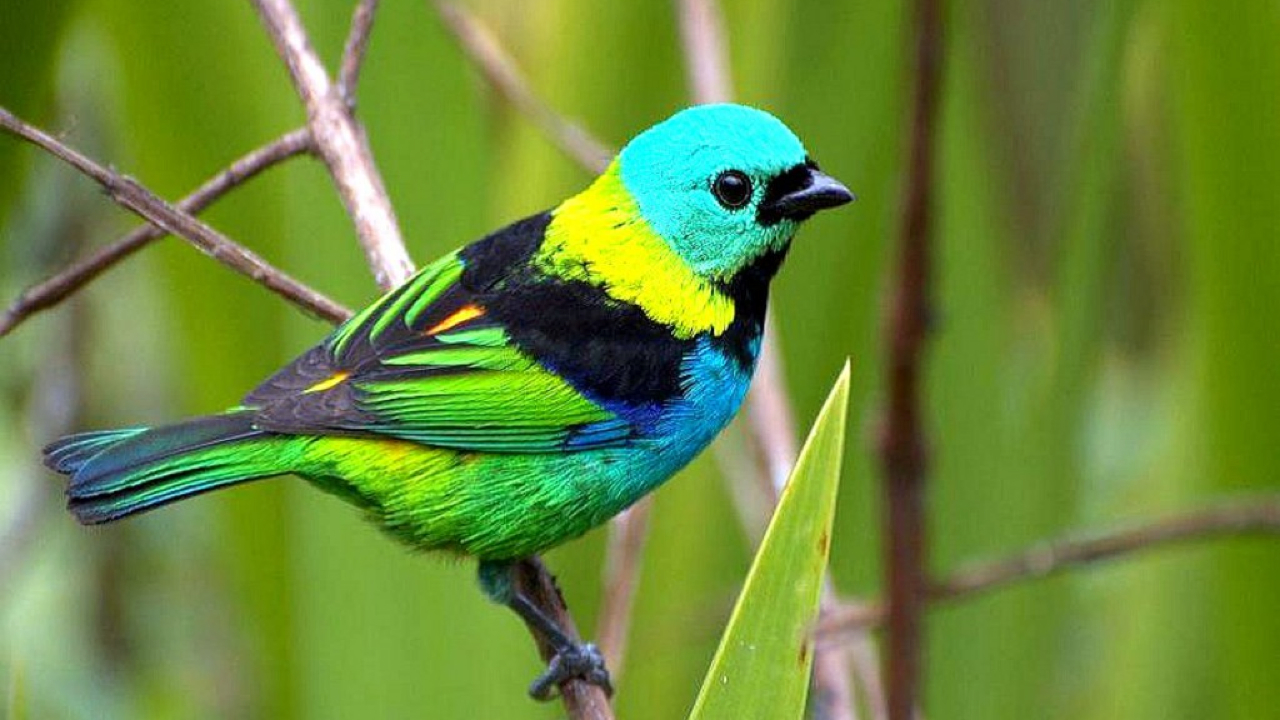 SCREENZAVER.Birds | RK Guide