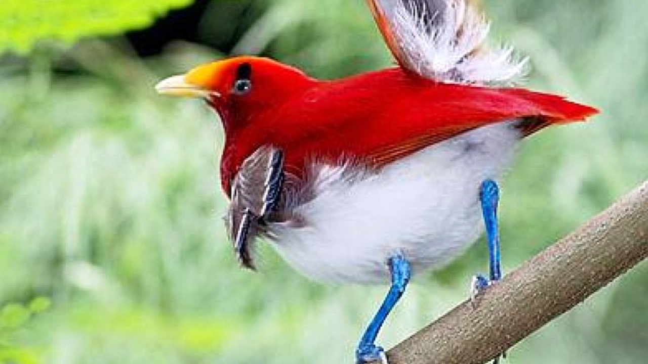 SCREENZAVER.Birds | RK Guide